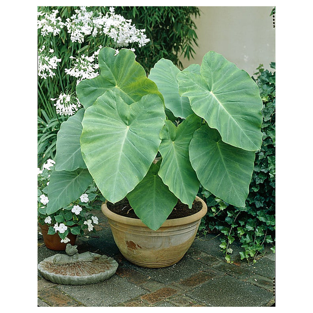 Heirloom Non-GMO Florida Caladium Plant Seeds for Planting – Colorful Foliage for Shaded Gardens | Neera Seeds product photo [neera-v4-eb62726f11b499df3094]