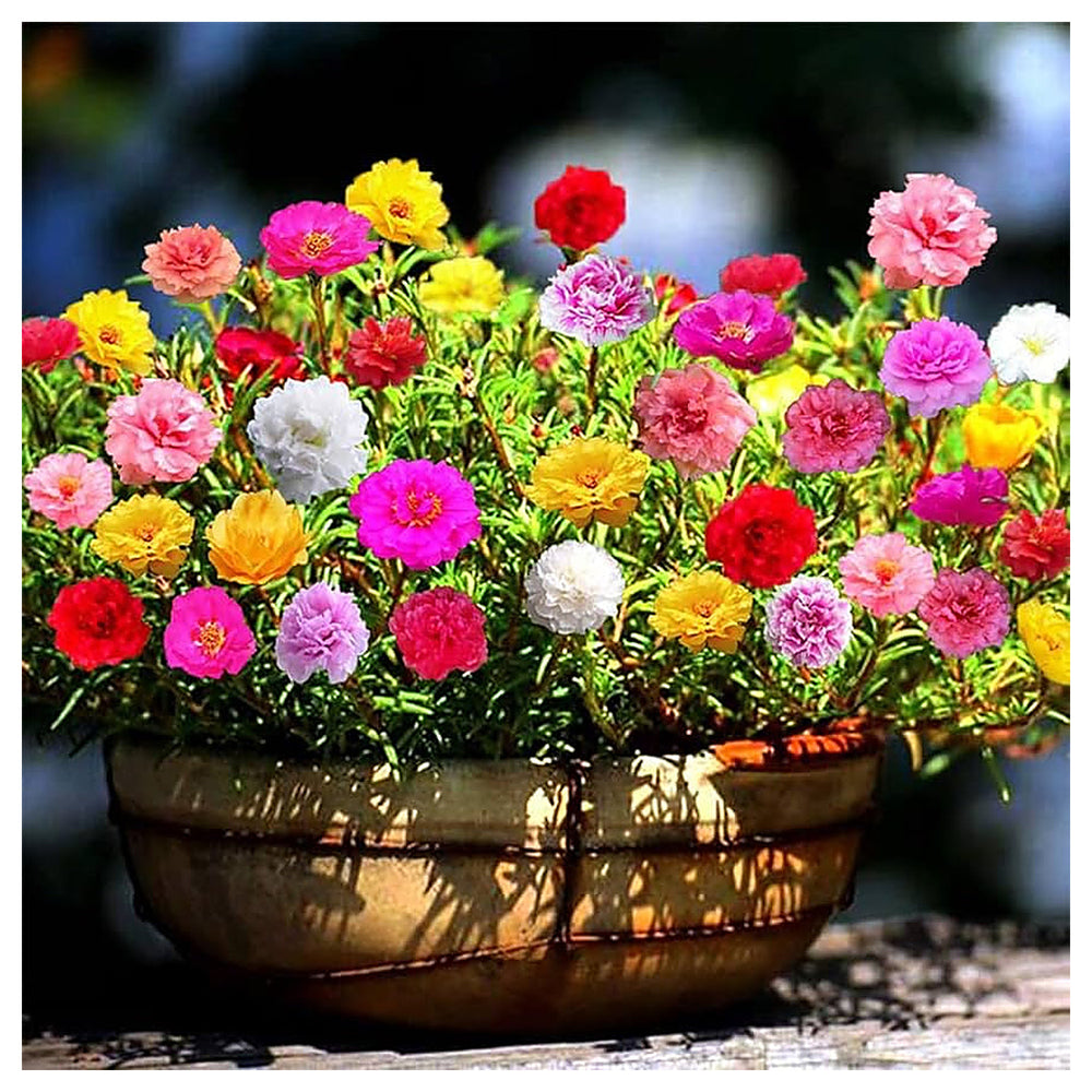 Portulaca Moss Rose Seeds – Heirloom, Non-GMO, High Germination Organic Garden Flower Seeds for Planting | Neera Seeds product photo [neera-v4-eb66c87cc9cc61abcd91]