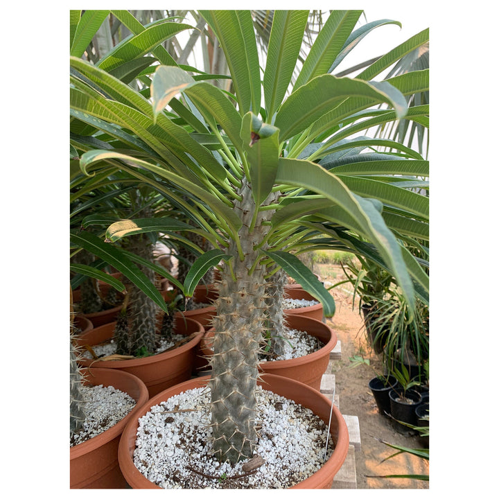 White Pachypodium Lamerei Plant Seeds for Planting, 100 pcs | Neera Seeds product photo [neera-v4-eb73269043190cd529ba]