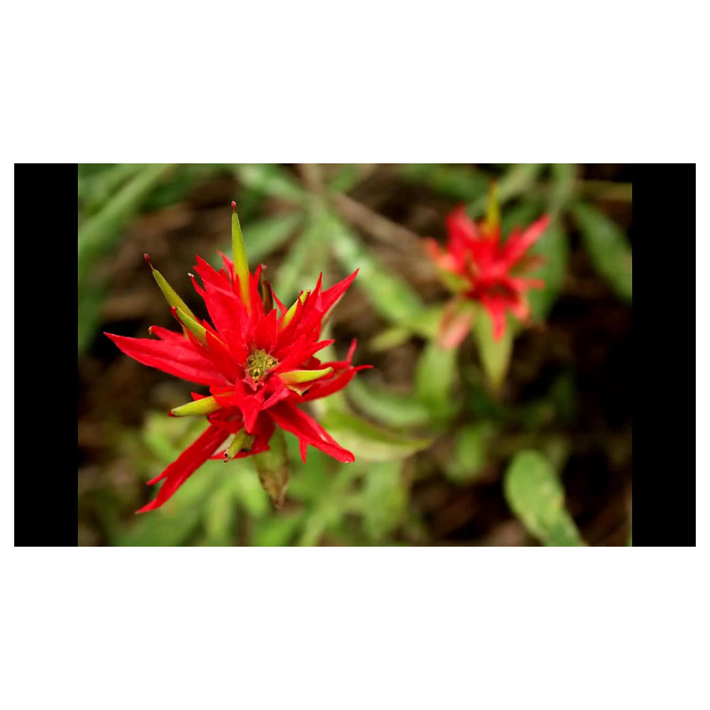 Red Castilleja Flower Seeds for Planting – Hardy, Vibrant Wildflower Blooms | Neera Seeds product photo [neera-v4-eb7da8c591fa5d6681a0]