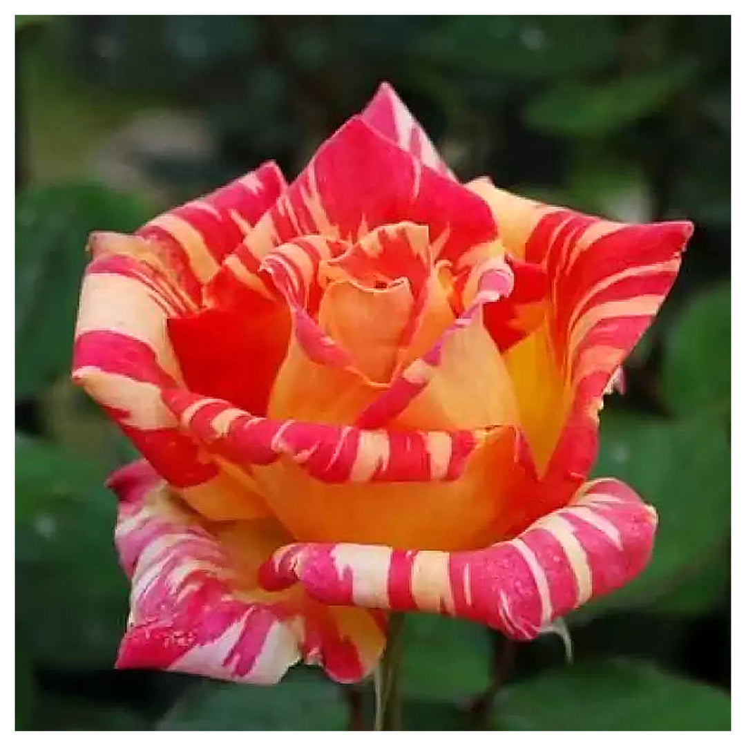 Cream Red Spirit Rose Plant Seeds for Planting - Non-GMO Heirloom Garden Seeds for Growing | Neera Seeds product photo [neera-v4-eb8468214b69a7fe7092]