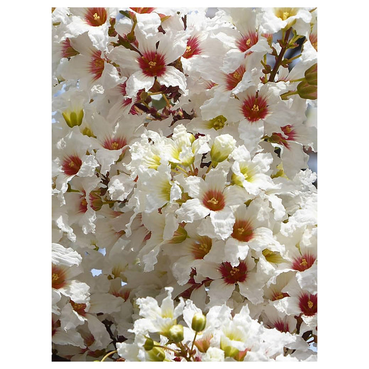 Heirloom Non-GMO Xanthoceras Sorbifolium Flower Seeds for Planting – Rare Ornamental Tree Seeds | Neera Seeds product photo [neera-v4-eb90f13046e1b0d31818]