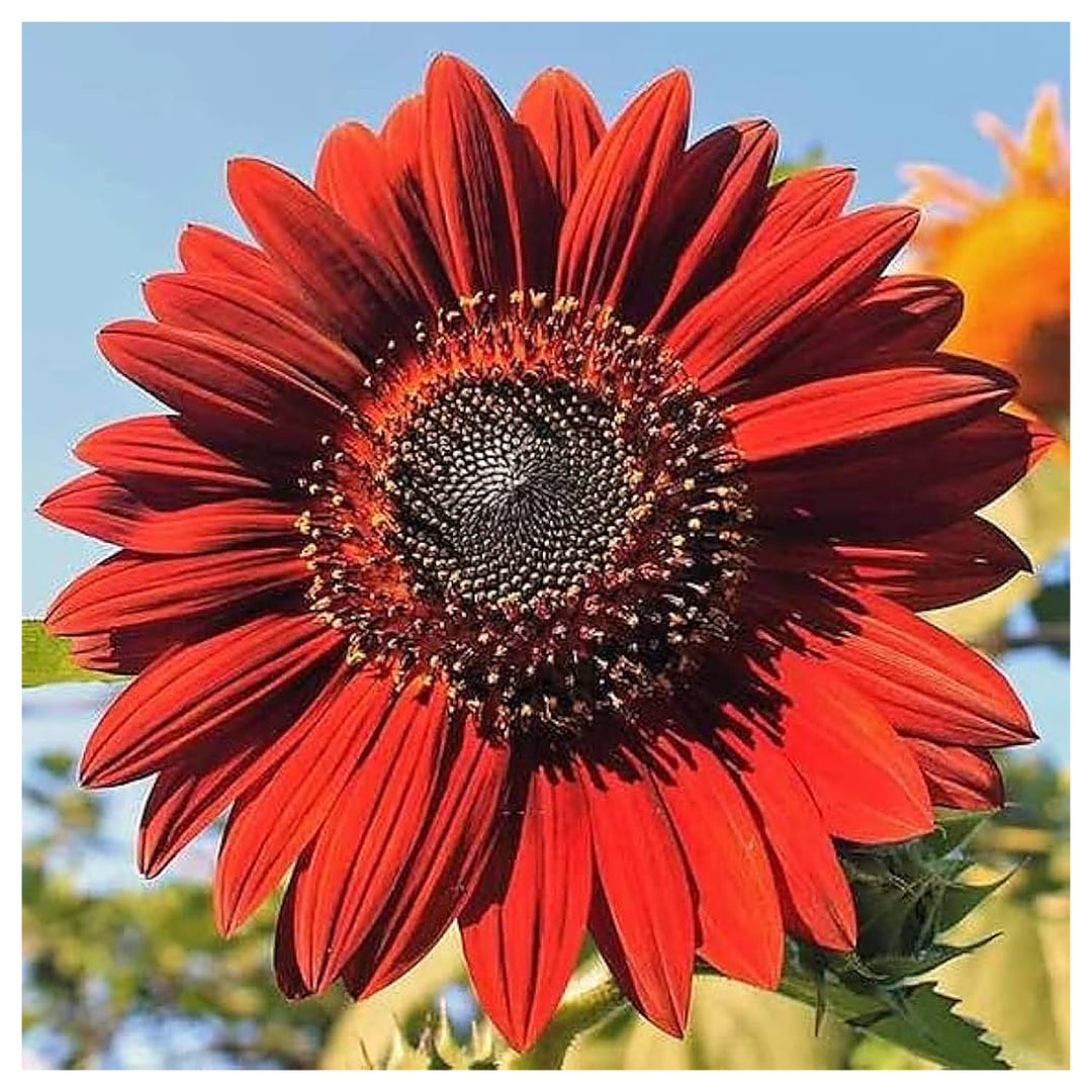 Red Sunflower Seeds for Planting – Bright Ornamental Blooms, Non-GMO Garden Flower Seeds | Neera Seeds product photo [neera-v4-eb9b097162cb64fd3baf]