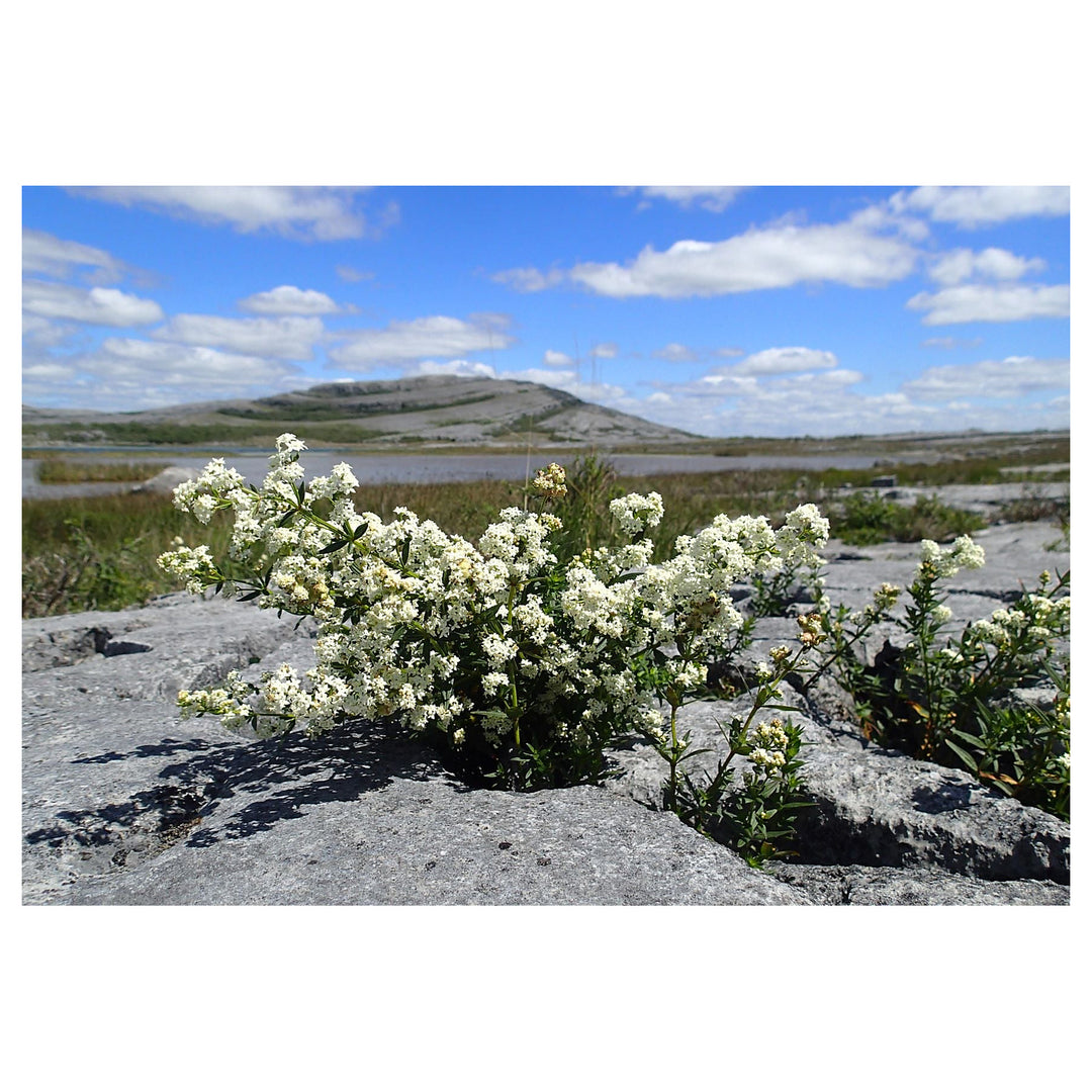 White Burren Flower Seeds for Planting – Heirloom, Non-GMO, High Germination Organic Garden Seeds | Neera Seeds product photo [neera-v4-eb9c4bba3d998635ef0c]