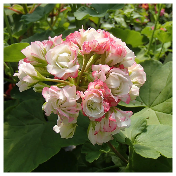 Geranium Apple Blossom Light Pink Flower Seeds for Planting – Heirloom Non-GMO High Germination Organic Seeds | Neera Seeds product photo [neera-v4-eba22773253ceb25e83b]