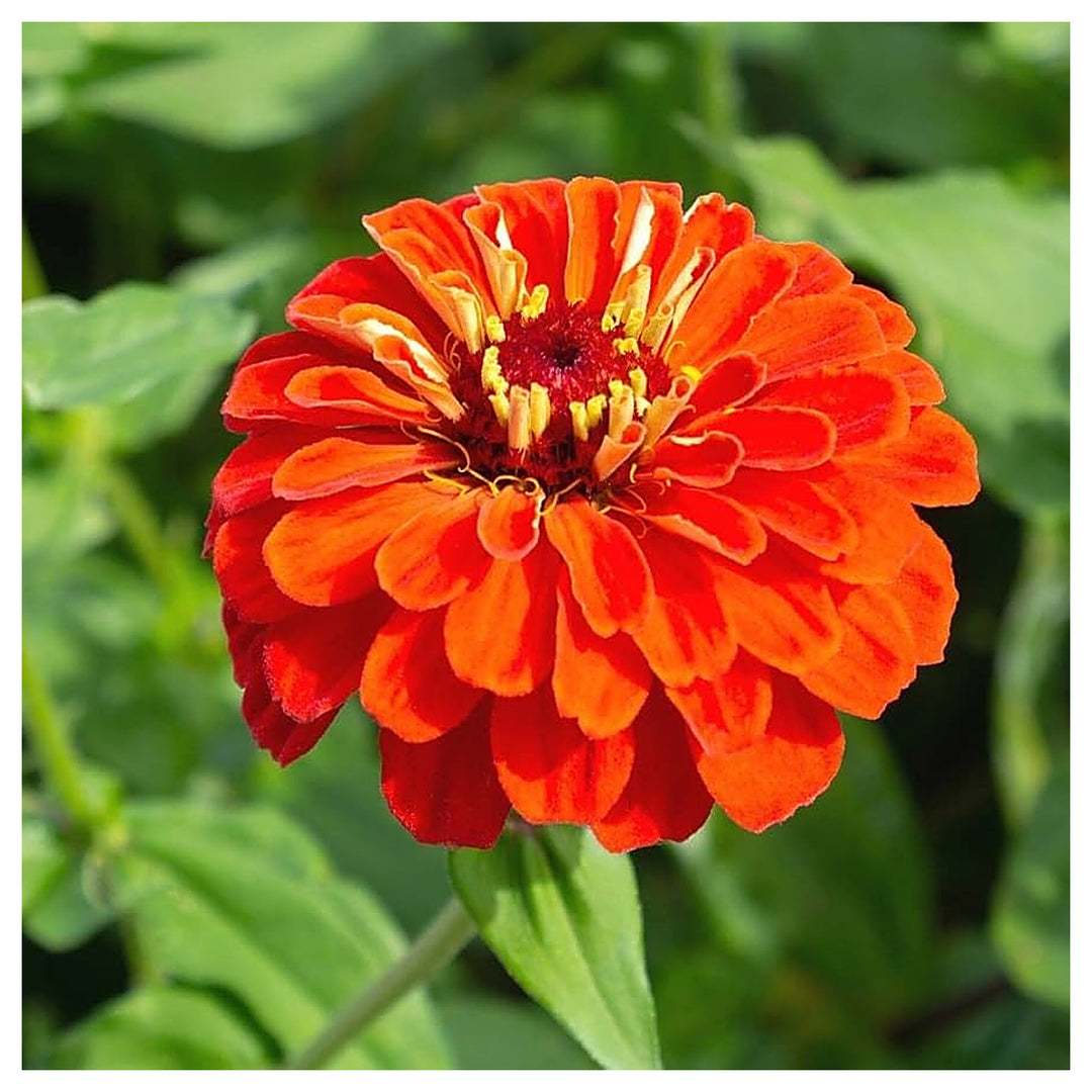 Zinnia Orange Flower Seeds for Planting – Heirloom Non-GMO High Germination Organic Garden Seeds | Neera Seeds product photo [neera-v4-ebb0da48dba6163a7d2c]