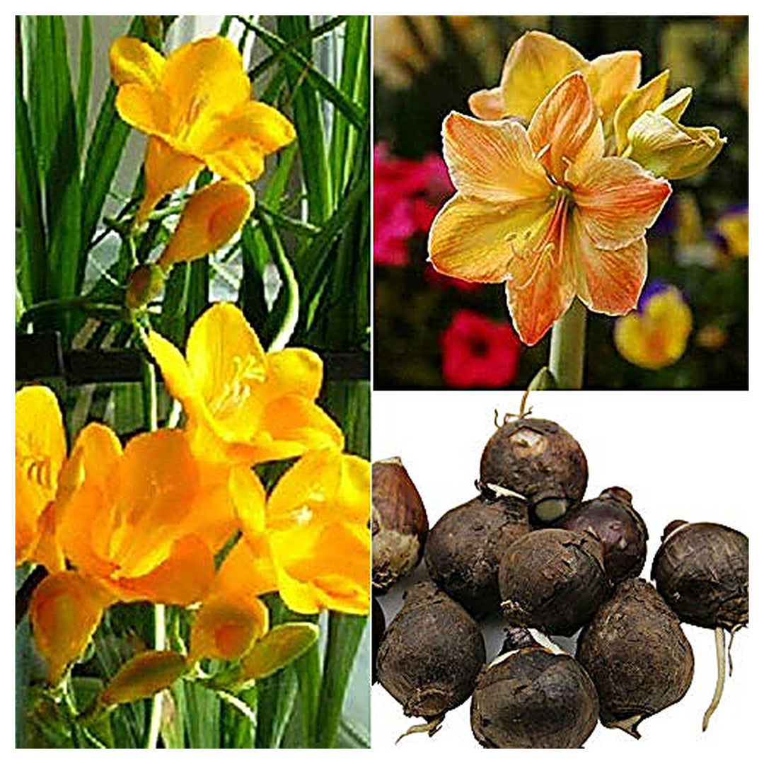 Yellow Sunrise Amaryllis Bulb Planting Garden Flowers Flower Seeds Home Garden | Neera Seeds product photo [neera-v4-ebc2d7337411507de341]