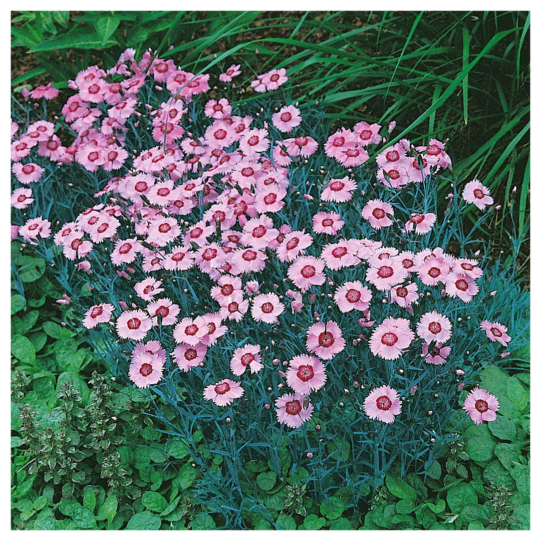 Pink Dianthus Alwood Beautiful And Hardy Flowers Flower Seeds Home Garden Planting, Colorful | Neera Seeds product photo [neera-v4-ebd58378c05ccd3b5e55]