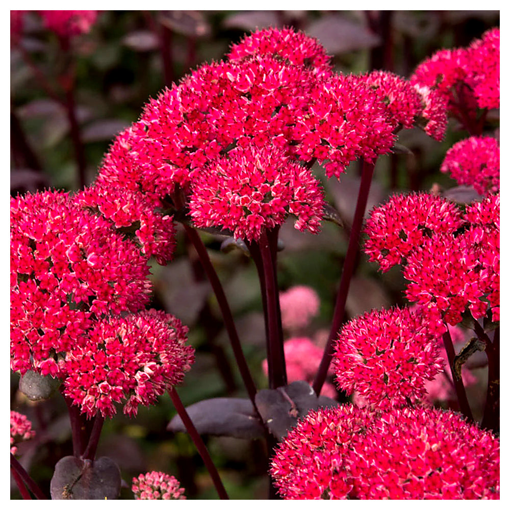 Heirloom Non-GMO Red Sedum Flower Seeds for Planting – Colorful Drought-Tolerant Ground Cover Seeds | Neera Seeds product photo [neera-v4-ebda16a9aadce88bfce7]