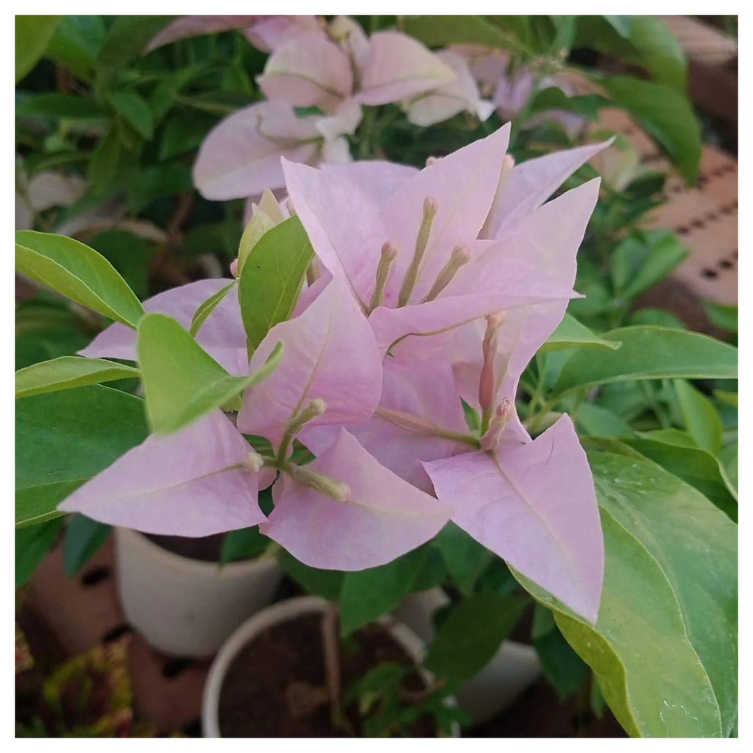 Heirloom Baby Pink Bougainvillea Flower Seeds for Planting – Non-GMO | High Germination Organic Garden Seeds | Neera Seeds product photo [neera-v4-ebdf0d3be1779e15fdd8]