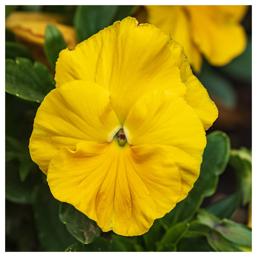 Organic Yellow Swiss Pansy Flower Seeds for Planting – Heirloom, Non-GMO Garden Seeds | Neera Seeds product photo [neera-v4-ebe72a16b0d67a57ab21]