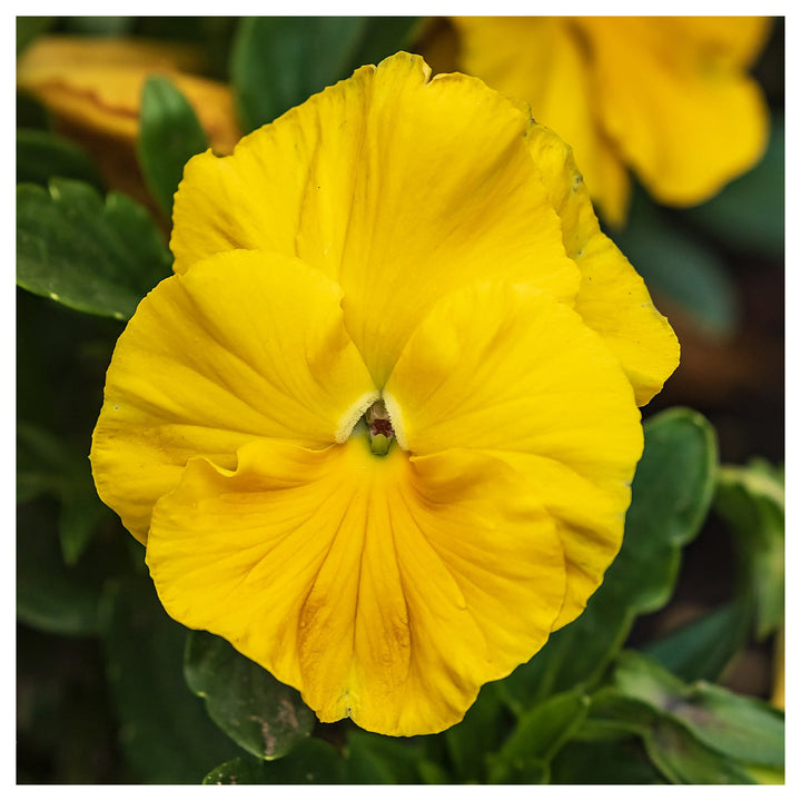 Organic Yellow Swiss Pansy Flower Seeds for Planting – Heirloom, Non-GMO Garden Seeds | Neera Seeds product photo [neera-v4-ebe72a16b0d67a57ab21]