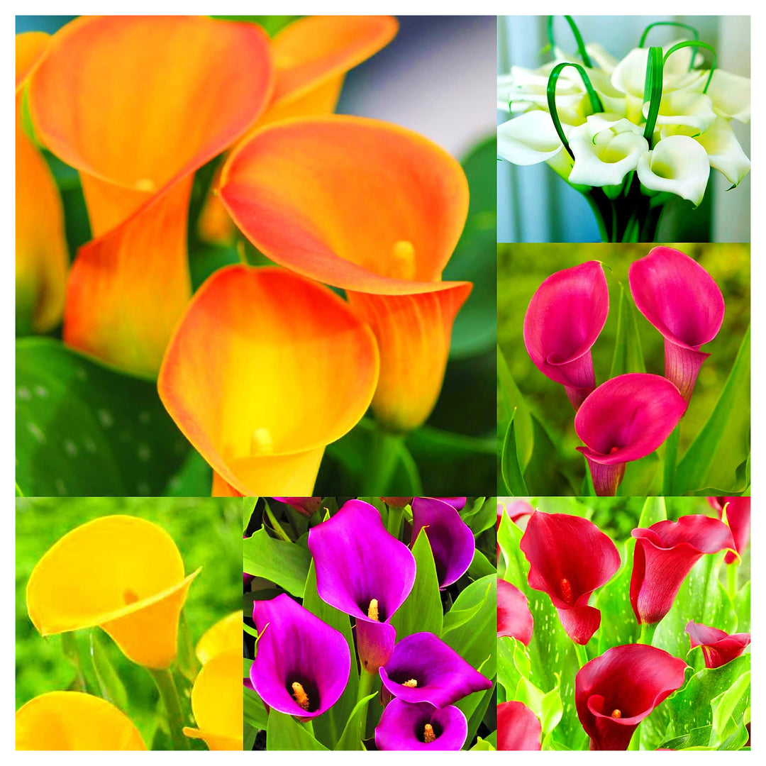 Colorful Calla Lily Rare Bonsai Flowers For Home Garden Diy Flower Seeds for Home Garden Planting, | Neera Seeds product photo [neera-v4-ec12325aa81942324bf4]