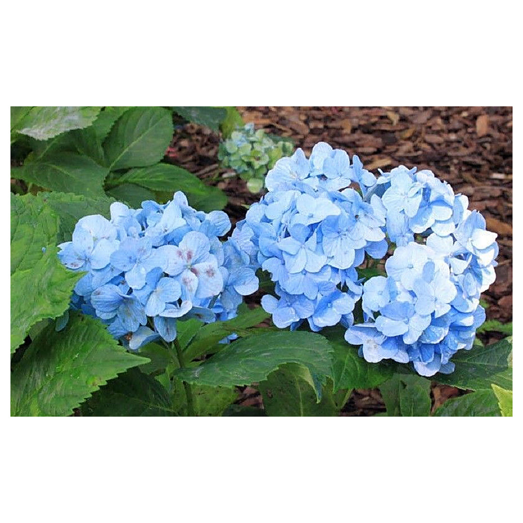 Heirloom Rhododendron Sea Blue Flower Seeds – Non-GMO, High Germination Ornamental Garden Seeds | Neera Seeds product photo [neera-v4-ec1d4afd57413233a743]