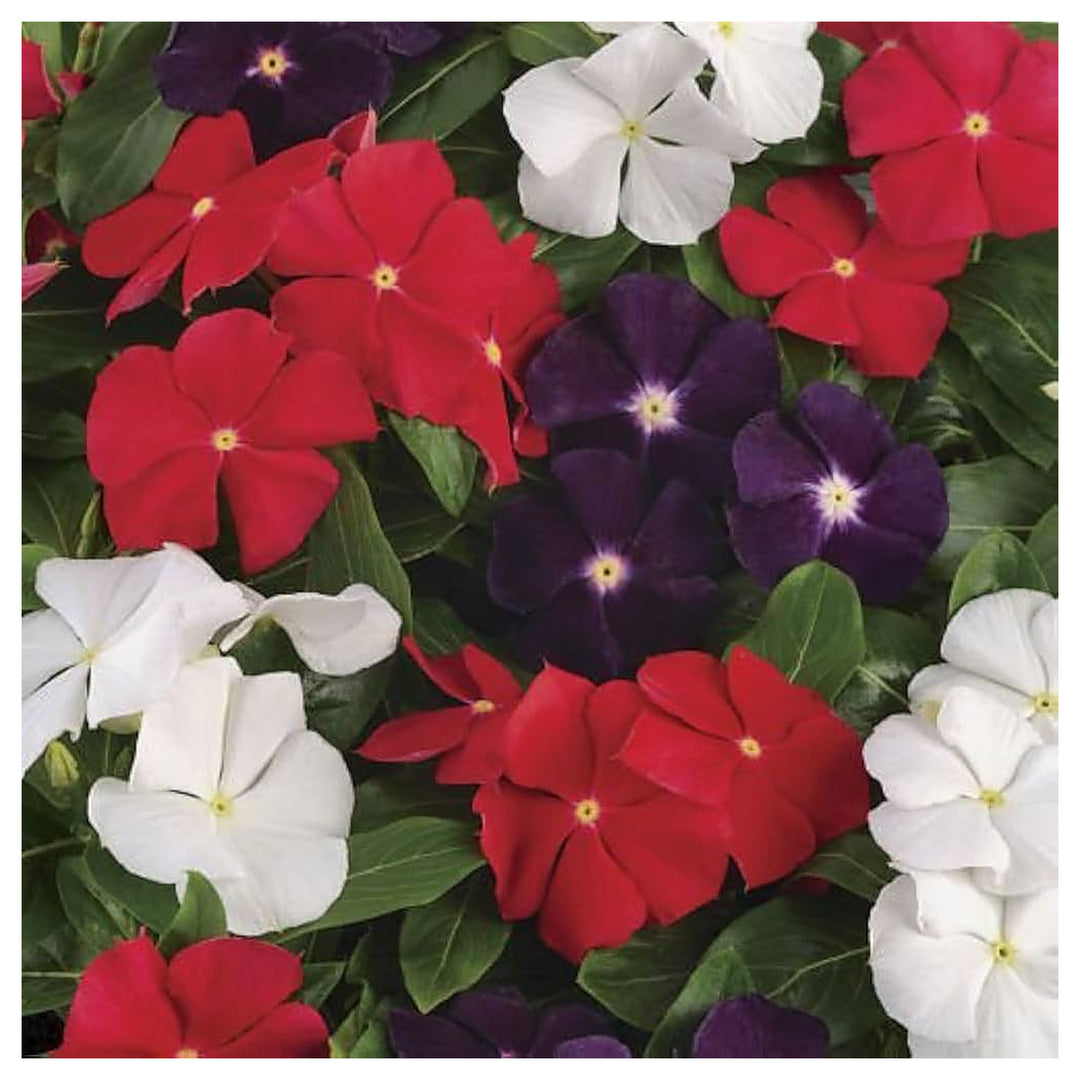 Dwarf Little Periwinkle Mixed Color Flower Flower Seeds Home Garden Planting, Blooming Organic | Neera Seeds product photo [neera-v4-ec26135c25b1f7b411ec]