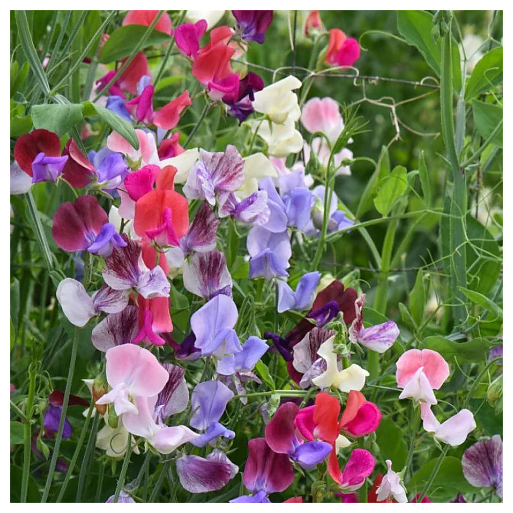 Heirloom Non-GMO Sweet Pea Knee Flower Seeds for Planting – Fragrant Climbing Blooms | High Germination | Neera Seeds product photo [neera-v4-ec2b55a8be68d8c6a193]