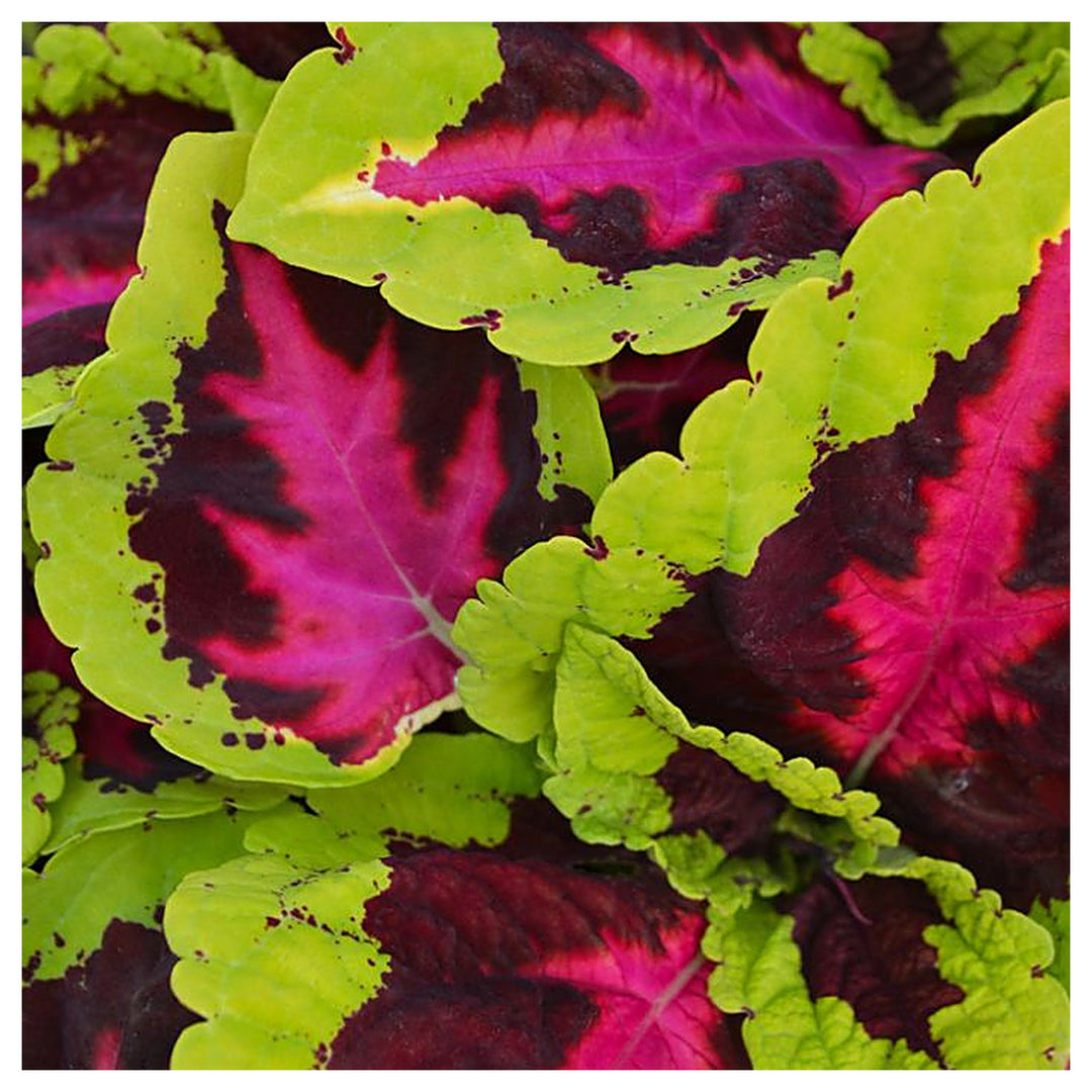 Heirloom Coleus kong rose Plant Seeds for Planting - Beautiful Blooms, garden seeds | Neera Seeds product photo [neera-v4-ec379a5305c1315271f7]