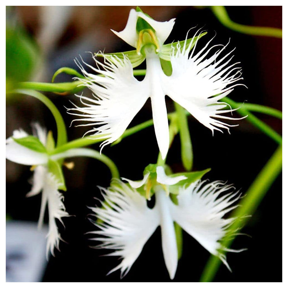 Radiata White Seeds for Planting – Organic, Heirloom, Non-GMO Flower Seeds | Neera Seeds product photo [neera-v4-ec387202d8aa1700a0ac]