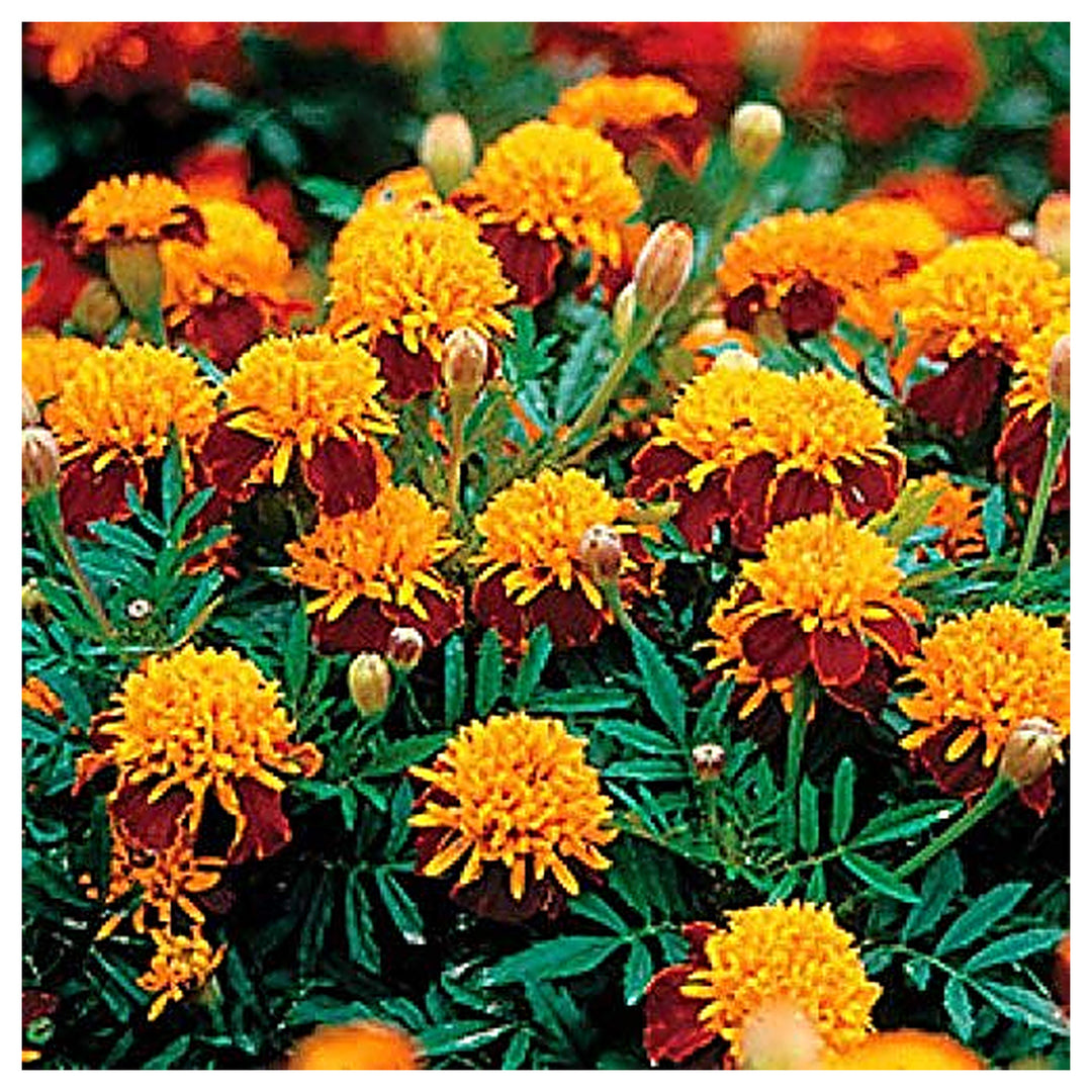 Tiger-Eye Marigold Flower Seeds for Planting – Heirloom & Non-GMO Compact French Marigold Variety | Neera Seeds product photo [neera-v4-ec3e1c7076c48e96f707]