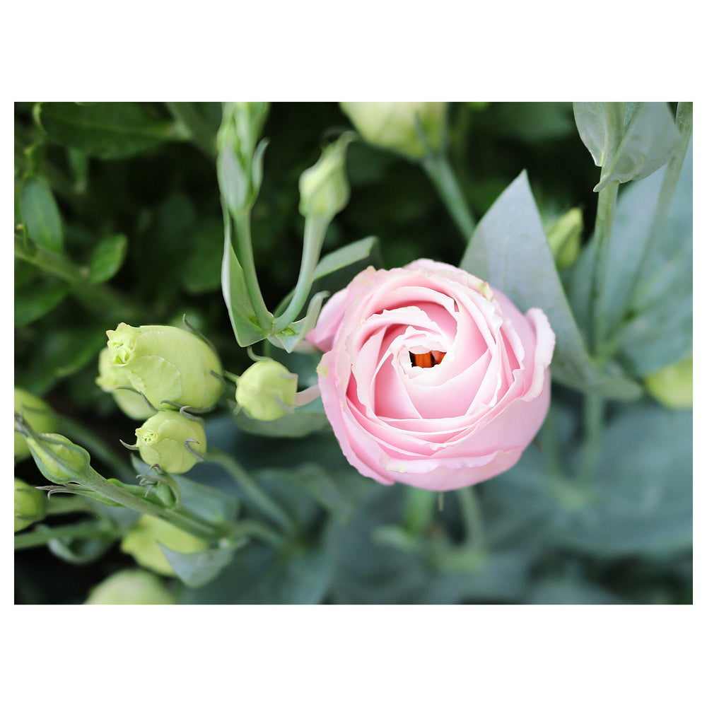 Pink White Eustoma (Lisianthus) Flower Seeds for Planting - Heirloom, NON-GMO Seeds | Neera Seeds product photo [neera-v4-ec66087a1efb553ffb64]