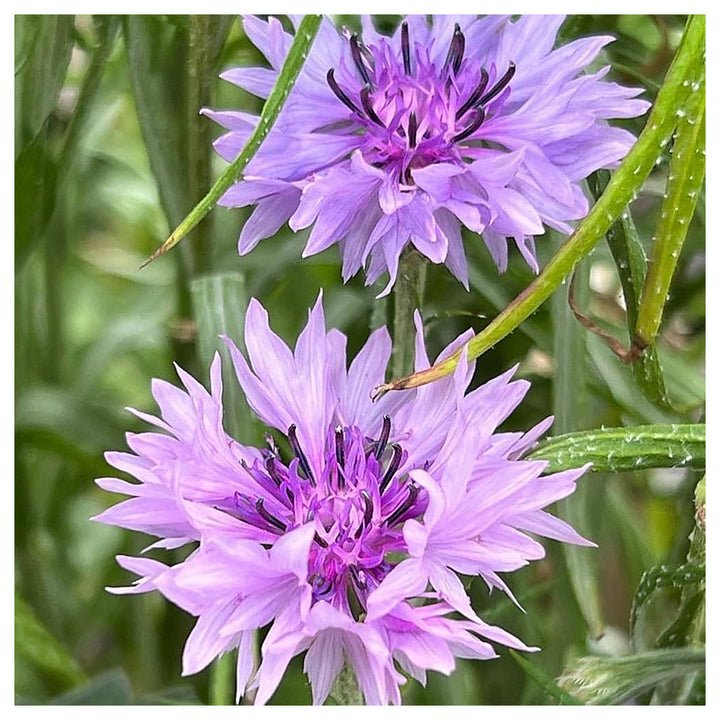 Purple Centaurea Flower Seeds for Planting – Hardy &amp; Easy-to-Grow Blooms | Neera Seeds product photo [neera-v4-ec734ac9764d366fd31a]