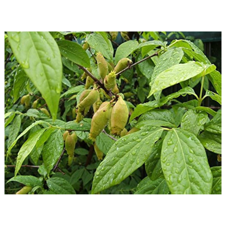 Green Chimonanthus Praecox Seeds for Planting – Heirloom, Non-GMO, High Germination Organic Garden Seeds for Winter | Neera Seeds product photo [neera-v4-ec76b291270052cffb2d]