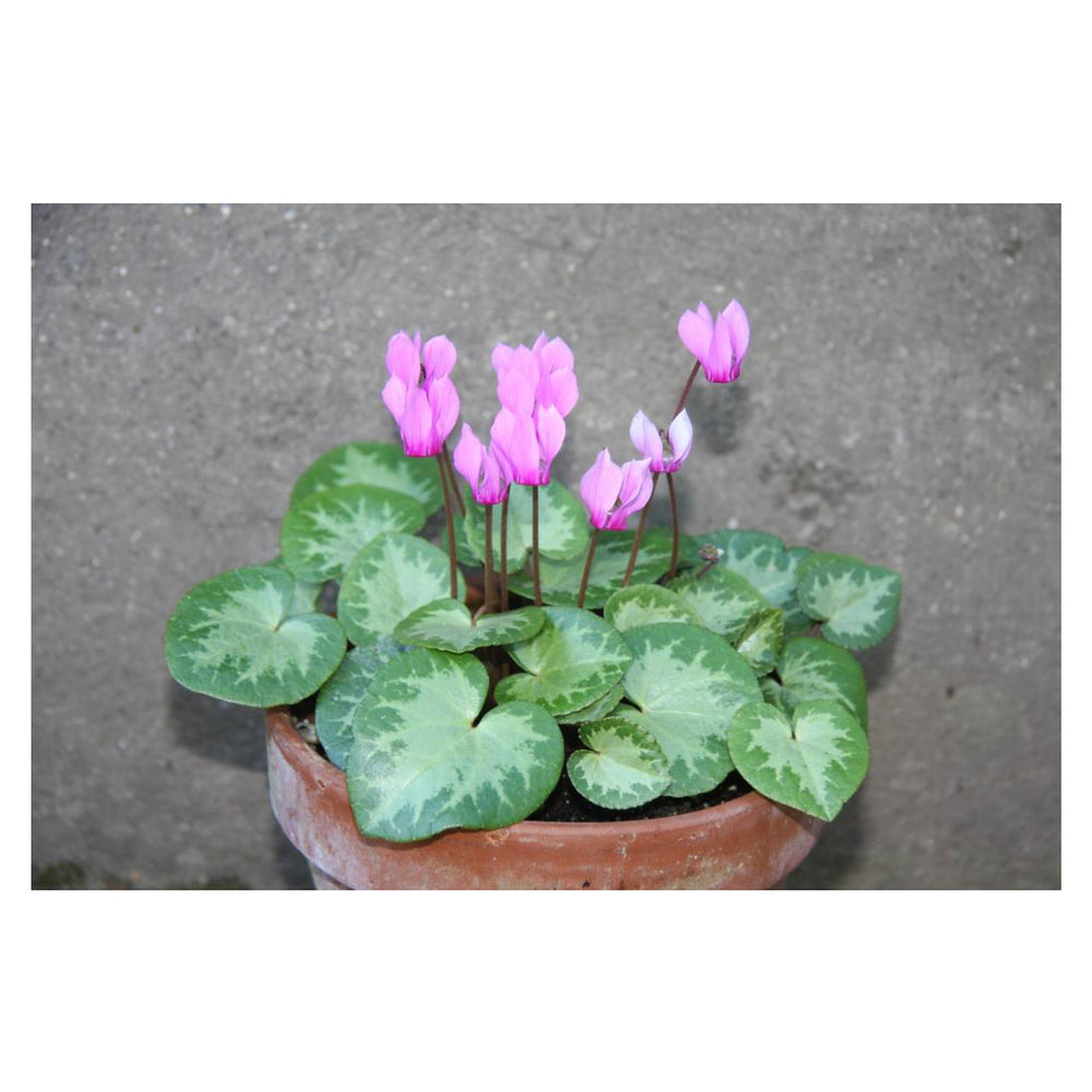 Heirloom Non-GMO Violet Cyclamen Flower Seeds for Planting – Hardy Shade-Loving Garden Seeds | Neera Seeds product photo [neera-v4-ec8f620f11f9772ad532]