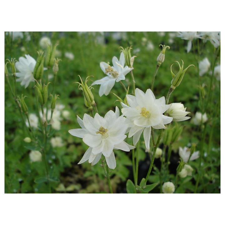 Heirloom Non-GMO Clementine Flower Seeds for Planting – Bright Ornamental Garden Blooms | Neera Seeds product photo [neera-v4-ec9cd4ec09a8075d6a71]