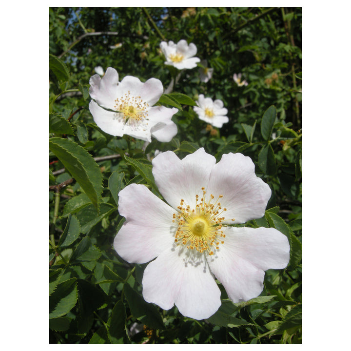 Canina White Flower Seeds for Planting – Organic, Heirloom, Non-GMO Seeds | Neera Seeds product photo [neera-v4-eca581f52e58c10524da]