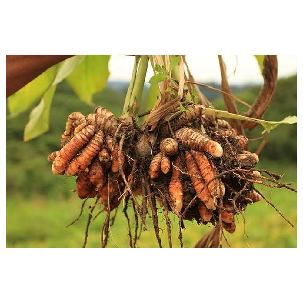 Brown Turmeric Plant Seeds – Heirloom, Non-GMO, High Germination Organic Garden Seeds for Planting – Healing Herbal | Neera Seeds product photo [neera-v4-eca675ae5545b8bd7668]