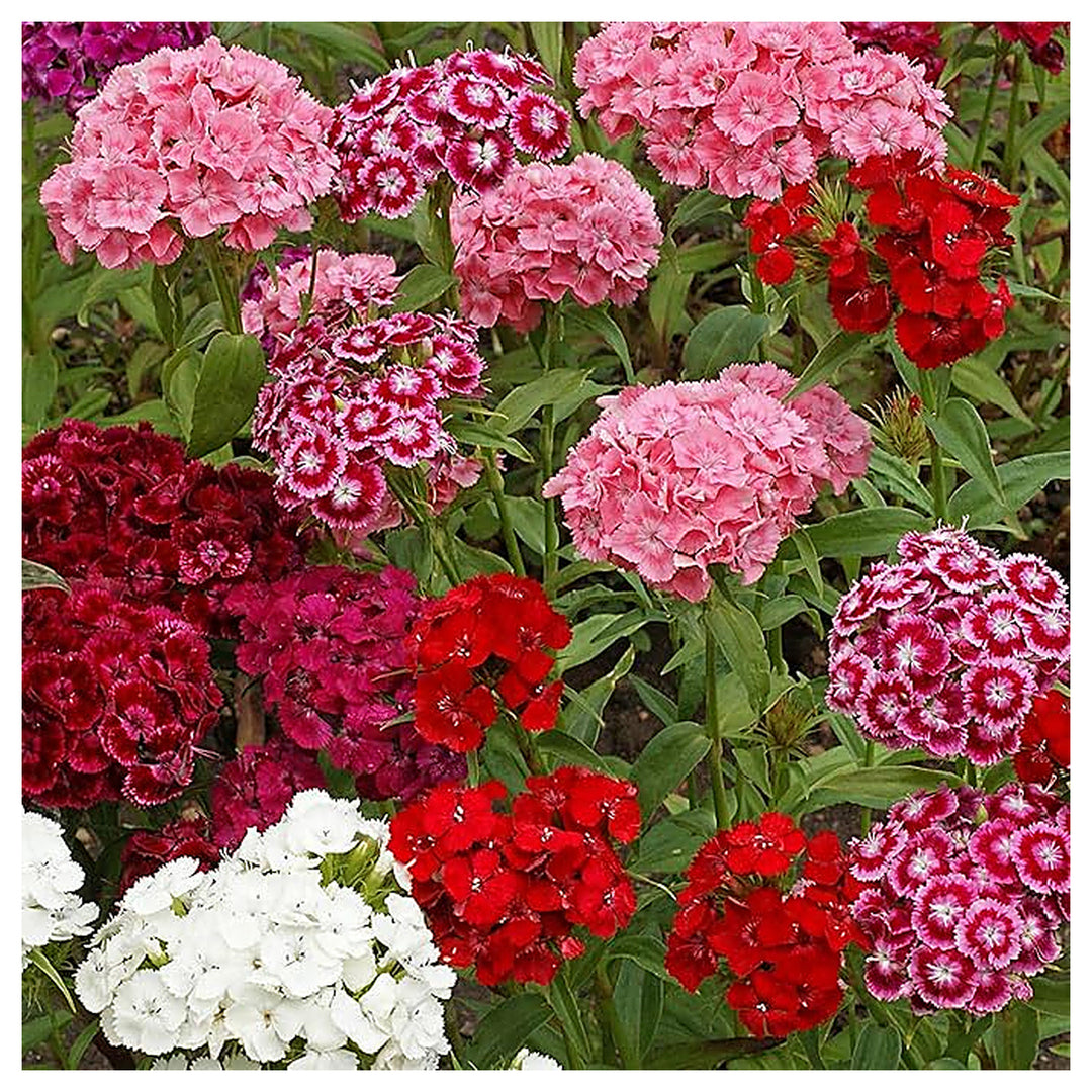 Heirloom Dianthus barbatus Seeds – Non-GMO Flower Seeds for Planting | High Germination Organic Garden Blooms | Neera Seeds product photo [neera-v4-ecb5b34a5cbebba3a3a6]