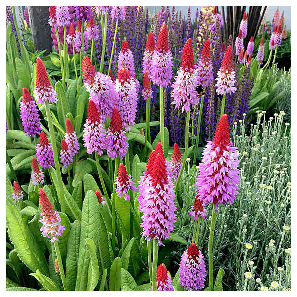 Heirloom Non-GMO Kniphofia Flower Seeds for Planting – Red Hot Poker Perennial Blooms, High Germination Seeds | Neera Seeds product photo [neera-v4-ecbc282583e5c5b9a69d]