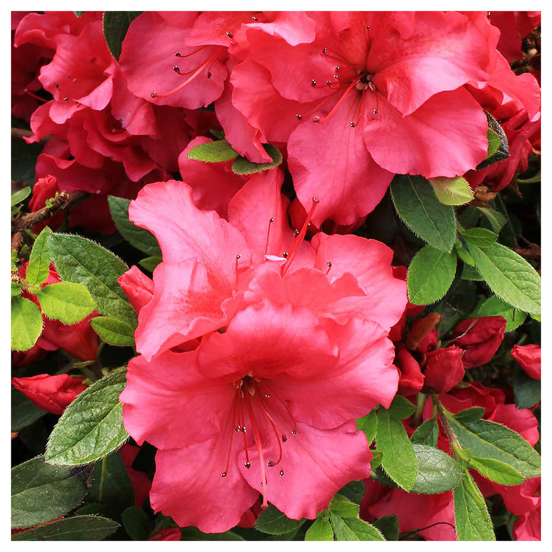 Heirloom Red Azalea Rhododendron Flower Seeds for Planting –  Non-GMO Garden Seeds | Neera Seeds product photo [neera-v4-ecc4cb40622d5c4e8b45]
