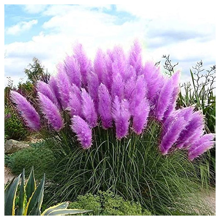 Nema Rare Purple Pampas Grass Seeds – Ornamental Grass Seeds for Planting, Heirloom &amp; Non-GMO Drought-Tolerant Pere | Neera Seeds product photo [neera-v4-ecc502c645b316c09a48]