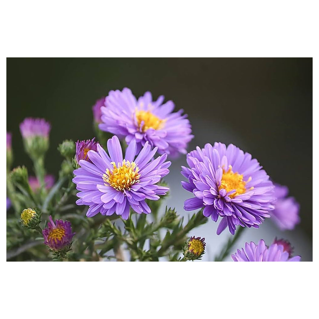 Aster Aster Spp Flower For Planting Flower Seeds for Home Garden Planting, Premium Organic Blooming | Neera Seeds product photo [neera-v4-ecc65db5f2e023a84dea]