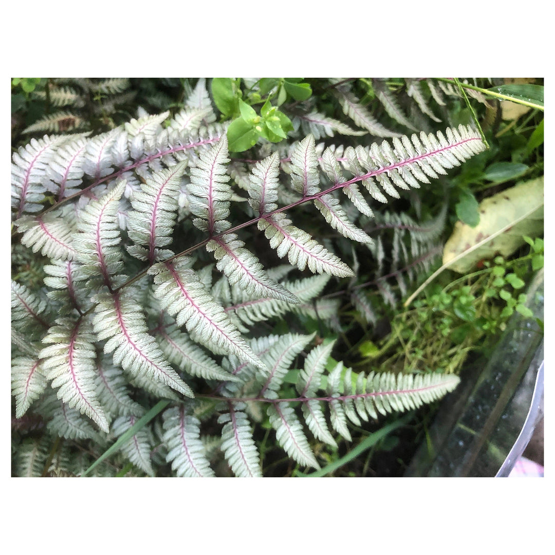 Japanese Painted Fern Seeds – Heirloom Non-GMO Ornamental Shade Garden Plant Seeds | Neera Seeds product photo [neera-v4-ecc926edc605206a4691]