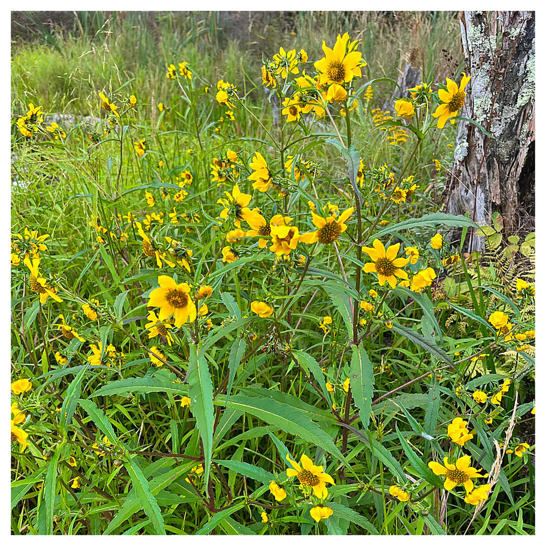 Yellow Bur Marigold Flower Seeds – Heirloom Non-GMO Seeds for Garden Planting | Neera Seeds product photo [neera-v4-eccd9a20002b1f9e7c1b]