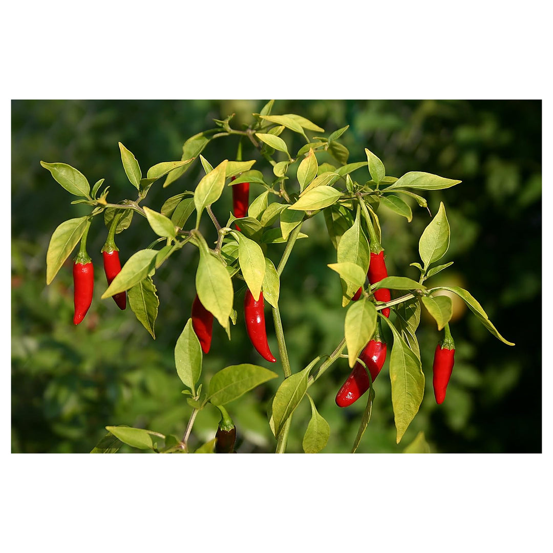 Bird's Eye Chili Pepper Seeds for Planting – Heirloom, Non-GMO, High Germination Organic Vegetable Seeds | Neera Seeds product photo [neera-v4-ecce84a767f92f3dc206]