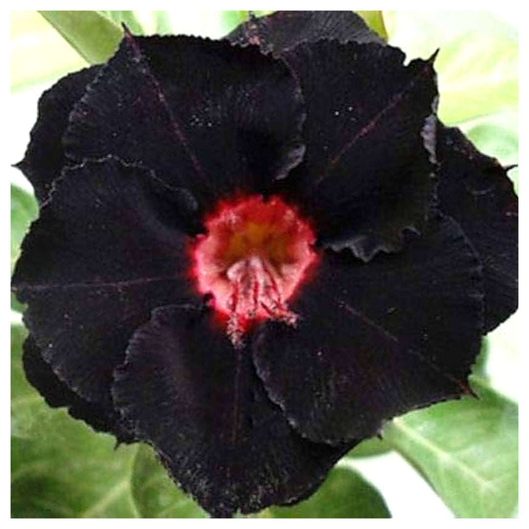 Black Double Fire Desert Rose Planting Adenium Obesum Flower Perennial Exotic Heirloom Non Gmo | Neera Seeds product photo [neera-v4-ecda23f21131675516f1]