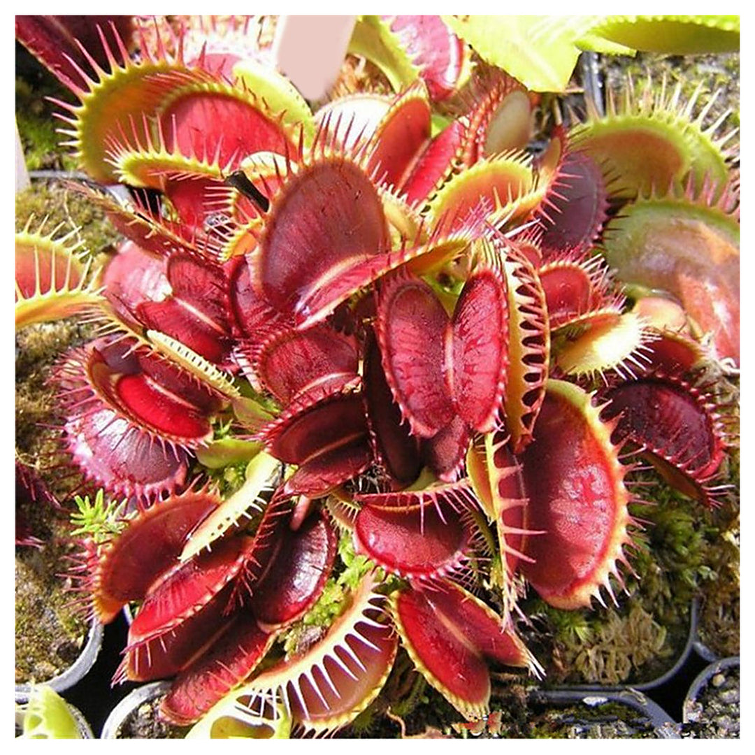 Red Catching Plant Venus Fly Trap Insectivorous Seeds for Planting – Heirloom, Non-GMO, High Germination | Neera Seeds product photo [neera-v4-ecdb50b51c4ed01cc7d0]