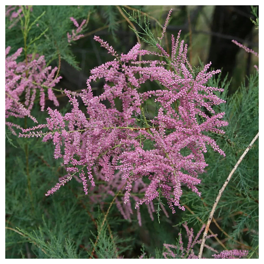 Organic Heirloom Pink Tamarix Ramosissima Plant Seeds for Planting – Non-GMO Ornamental Shrubs | Neera Seeds product photo [neera-v4-ecdbeb4eee4795cdbca9]
