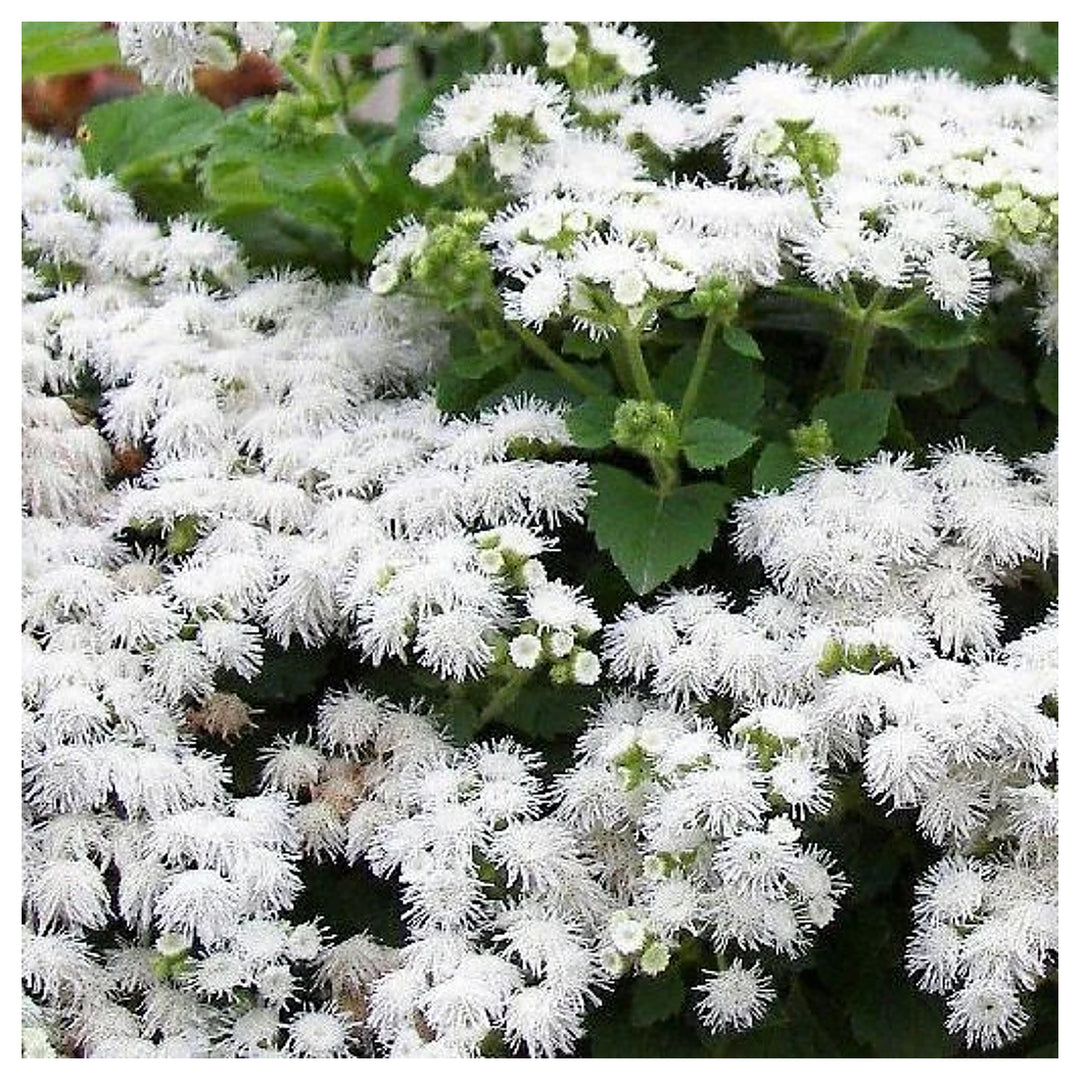 White Ageratum Mexicanum Annual Flower Flower Seeds for Home Garden Planting, Vibrant Organic | Neera Seeds product photo [neera-v4-ece4ebdf9246bed7d1ef]