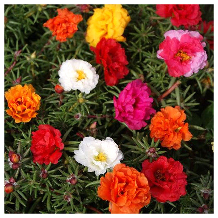 Portulaca Moss Flower Seeds for Planting – Heirloom, Non-GMO, High Germination Organic Garden Seeds | Neera Seeds product photo [neera-v4-eceb5fa11b281a9935be]