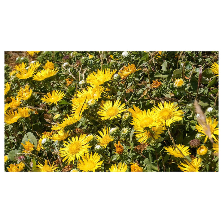 Organic Heirloom Grindelia Flower Seeds for Planting – Non-GMO High Germination Medicinal Garden Seeds | Neera Seeds product photo [neera-v4-ecf0876ec04903e729c5]