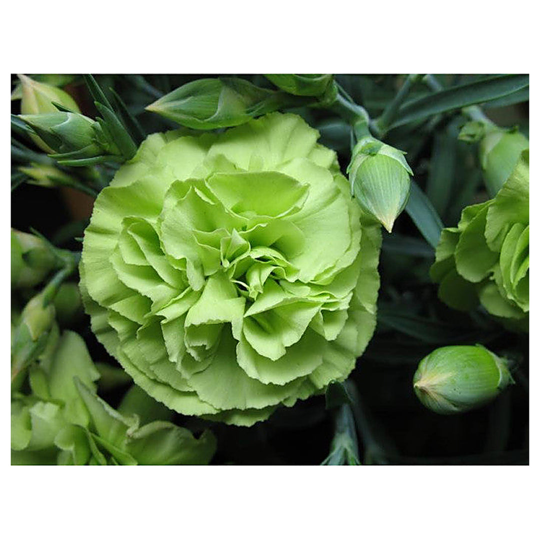 Heirloom Non-GMO Carnation (Dianthus Caryophyllus) Flower Seeds for Planting – High Germination Garden Seeds | Neera Seeds product photo [neera-v4-ecfcaa8095b23403825d]