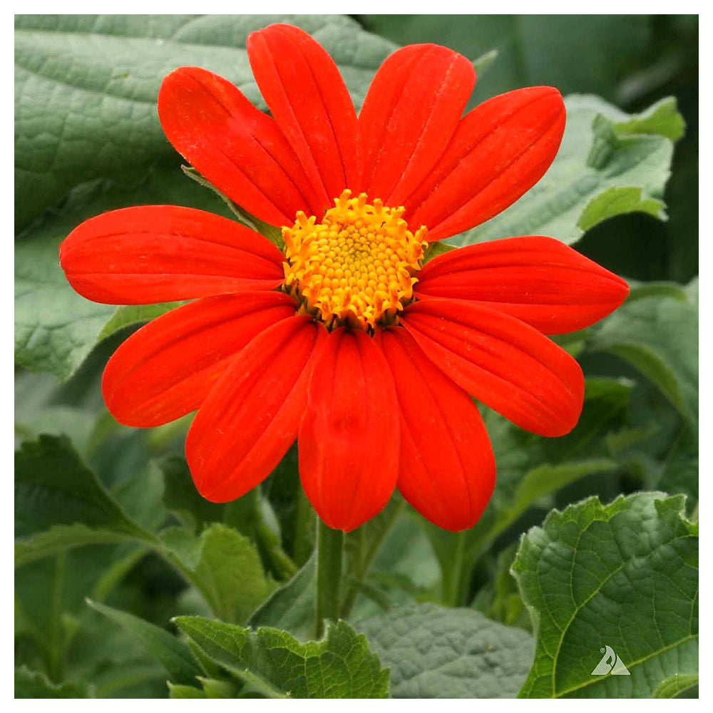 Heirloom Non-GMO Menzies Burnet Flower Seeds for Planting – Hardy Pollinator Blooms | Neera Seeds product photo [neera-v4-ed0dd872e05af72d60e4]