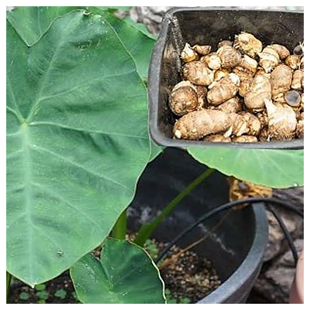 Taro Root Vegetable for Planting – High-Yield, Organic Colocasia Bulbs for Home Garden & Farm | Neera Seeds product photo [neera-v4-ed0ed986322f2c1722eb]