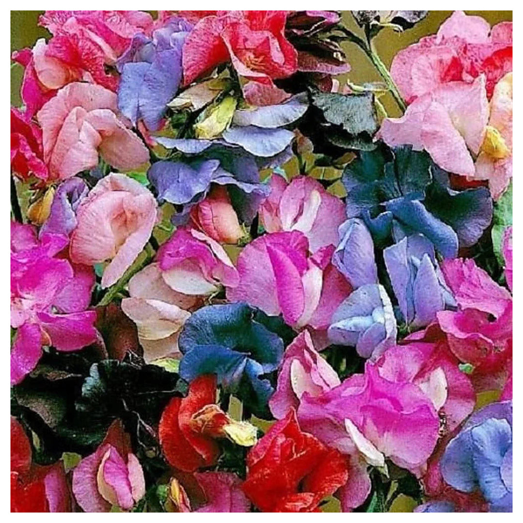 Lathyrus Sweet Pea Fragrant Mix For Aromatic Colorful Flowers Flower Seeds for Home Garden | Neera Seeds product photo [neera-v4-ed1355409e376da0b27e]