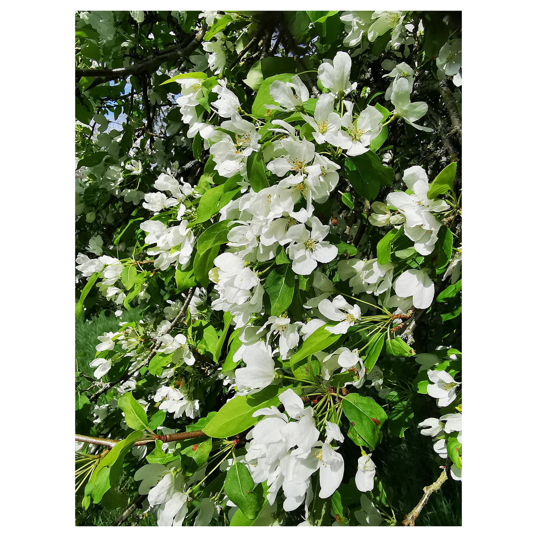 Heirloom Malus Flower Seeds, Non-GMO Ornamental Blooms for Garden Planting | Neera Seeds product photo [neera-v4-ed15cca084018727ea9d]