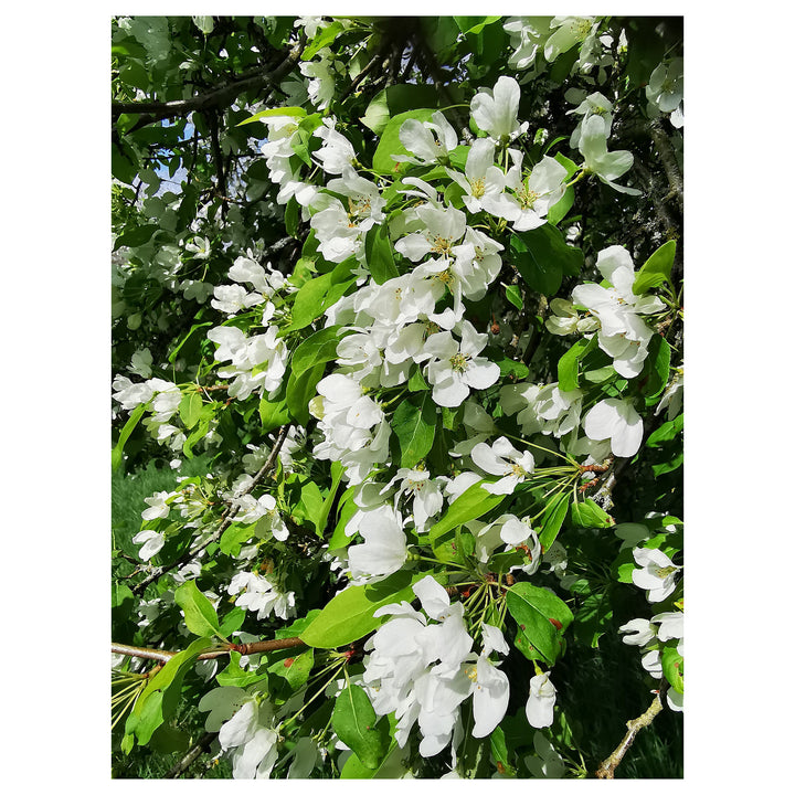 Heirloom Malus Flower Seeds, Non-GMO Ornamental Blooms for Garden Planting | Neera Seeds product photo [neera-v4-ed15cca084018727ea9d]